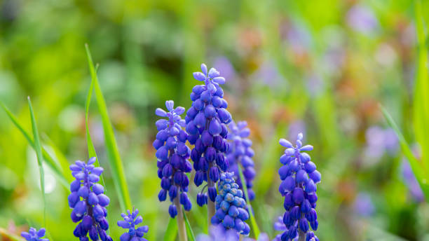 istock Purple flowers of decorative mouse pot. 1399579642