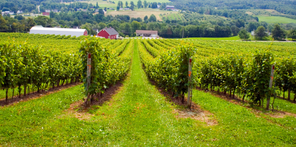Located in Nova Scotia, Gaspereau is one of seven major vineyards and producers of wines in the provice. It is known for its valley views and rose wine.