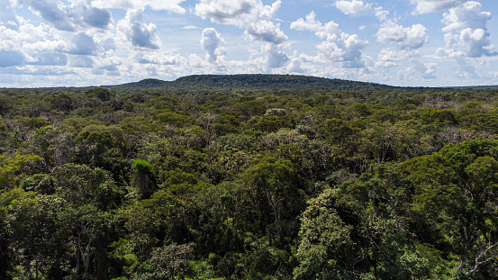 Aerial view of tree canopy in a rainforest in Brazil