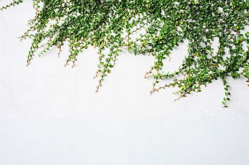 The surface of green leaves or the Ivy tree on Brick wall background white decoration wall with grunge surface texture.