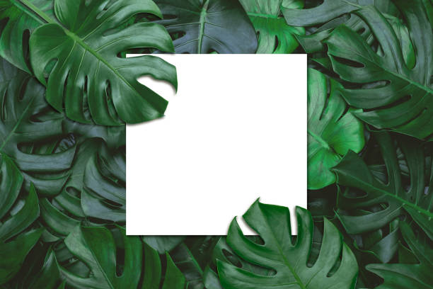 istock Creative layout made green leaves with white paper card note. Flat lay.  Promotion information for marketing announcements and details Nature concept. 1399580104