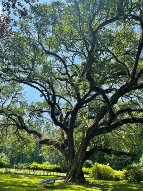 Southern Tree Southern Live Oak live oak stock pictures, royalty-free photos & images
