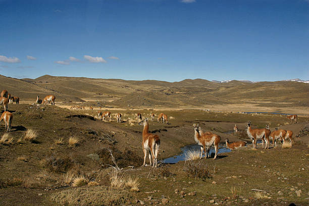 istock Wildlife in the Patagonia 139958073