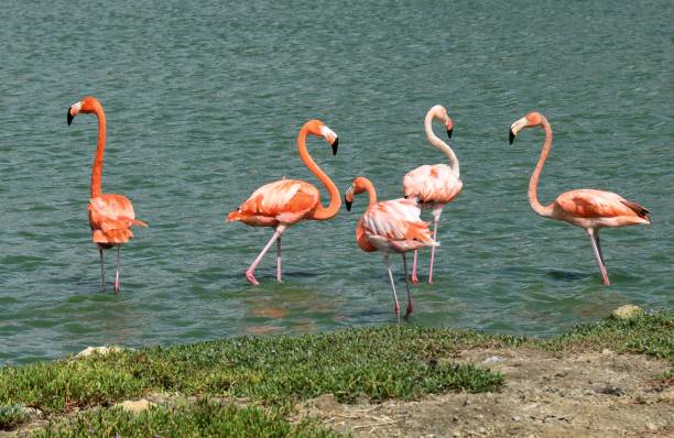 istock group of Flamingos 1399580884
