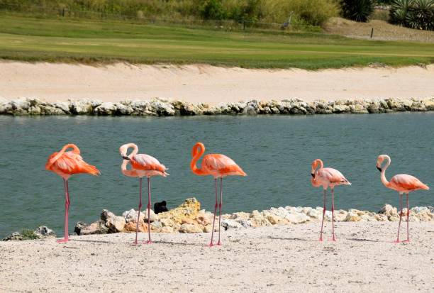 istock group of Flamingos 1399580886