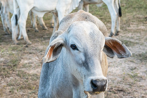 Close-up of a Nelore calf's face