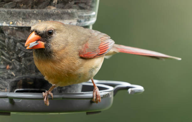 istock Northern Cardinal on the bird feeder 1399581308