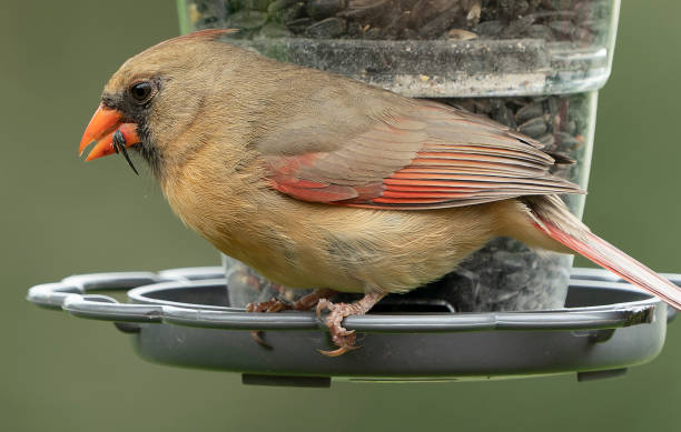 istock Northern Cardinal on the bird feeder 1399581317