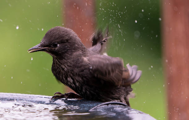istock Starling frolicking around the bird bath 1399581325