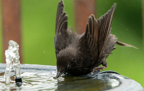 istock Starling frolicking around the bird bath 1399581330