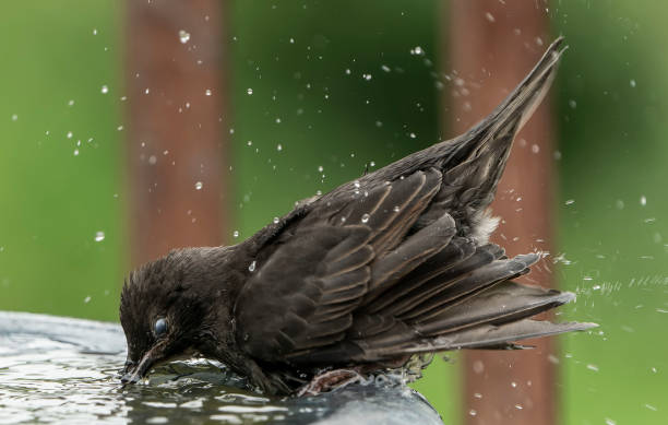 istock Starling frolicking around the bird bath 1399581336