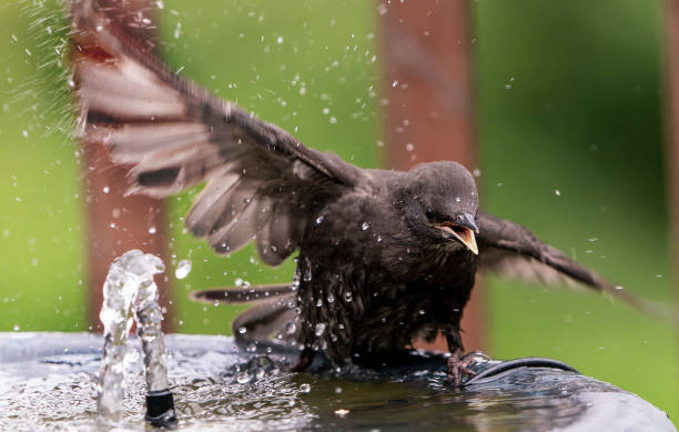 istock Starling frolicking around the bird bath 1399581345