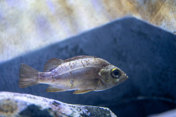 istock Rockfish popular for fishing and ingredients 1399582092