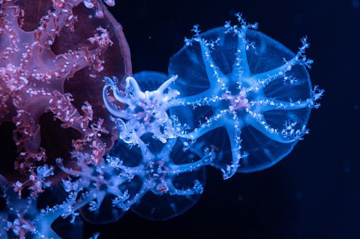 Mysterious and beautiful jellyfish