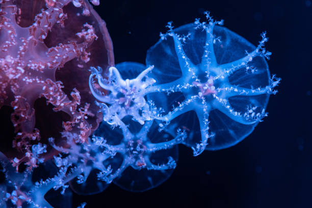 Mysterious and beautiful jellyfish Mysterious and beautiful jellyfish snorkeling photos stock pictures, royalty-free photos & images