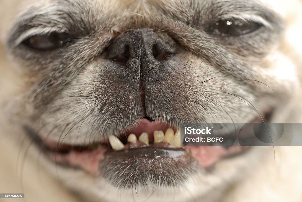 Ho bisogno del dentista! - Foto stock royalty-free di Cane