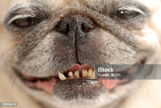 Potrzebuję Dentysta - zdjęcia stockowe i więcej obrazów Pies - Pies, Nieświeży oddech, Wdychać