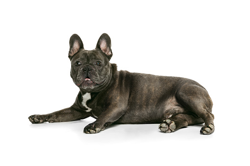 Cute french bulldog puppy looking isolated on white background and copy space for input text, animal and pet concept