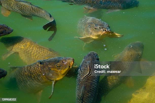 Carp Labt Sich Stockfoto und mehr Bilder von Fisch - Fisch, Fischschwarm, Fotografie