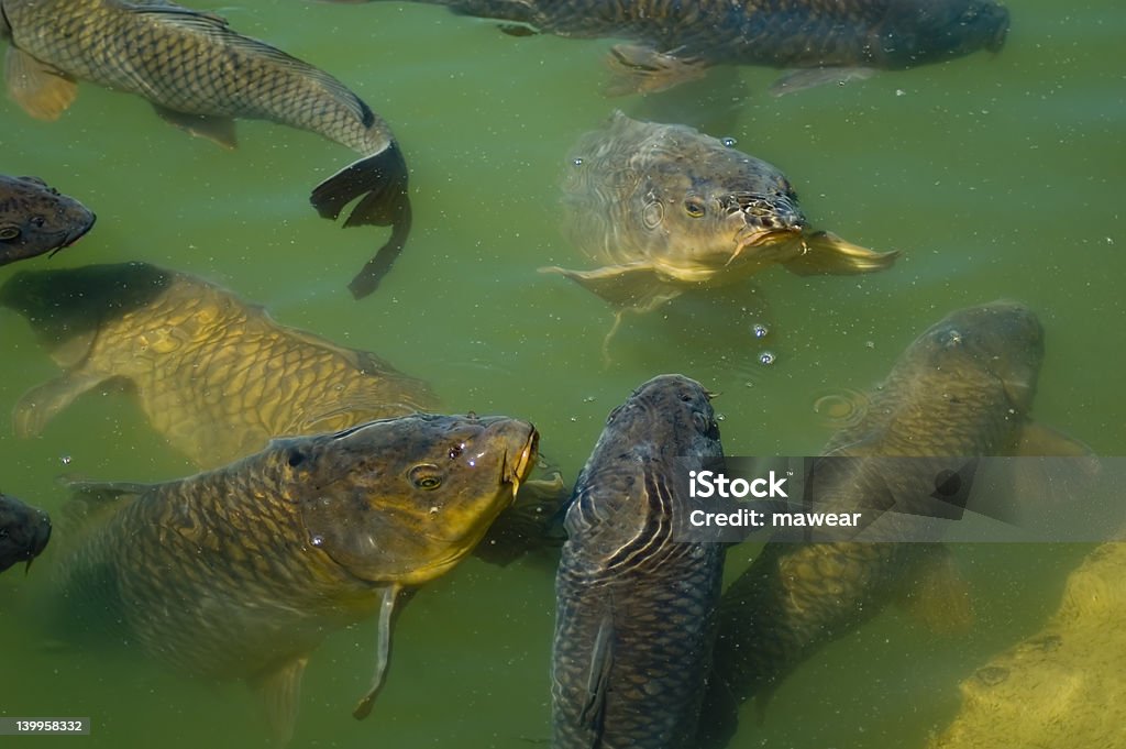 Carpa comune nutrizione - Foto stock royalty-free di Branco di pesci