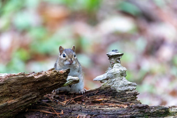 istock The eastern chipmunk (Tamias striatus) in the park 1399583360