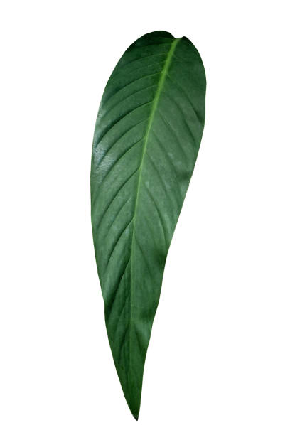 istock More beautiful exotic tropical leaves, isolated leaf background.clipping path 1399584318