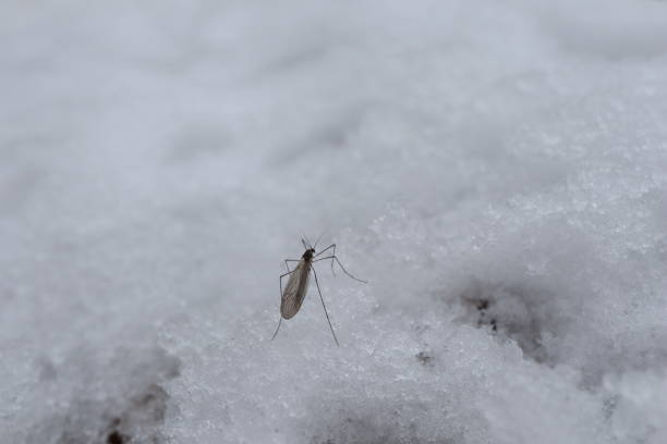Mosquito in the snow in the winter forest