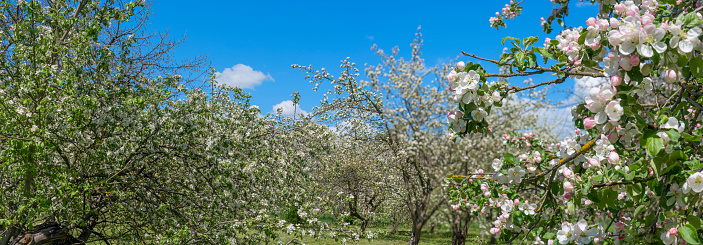 Orchard with blossoming apple trees in spring