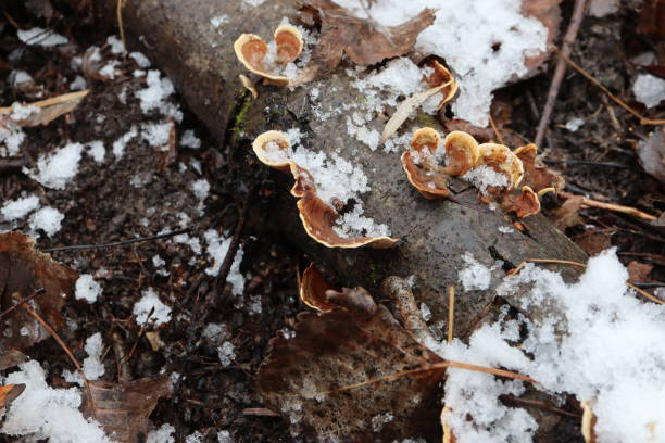 istock Fungi in the winter forest 1399584499