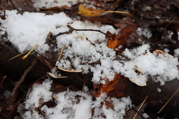 istock Fungi in the winter forest 1399584501