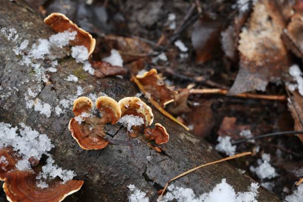 istock Fungi in the winter forest 1399584524