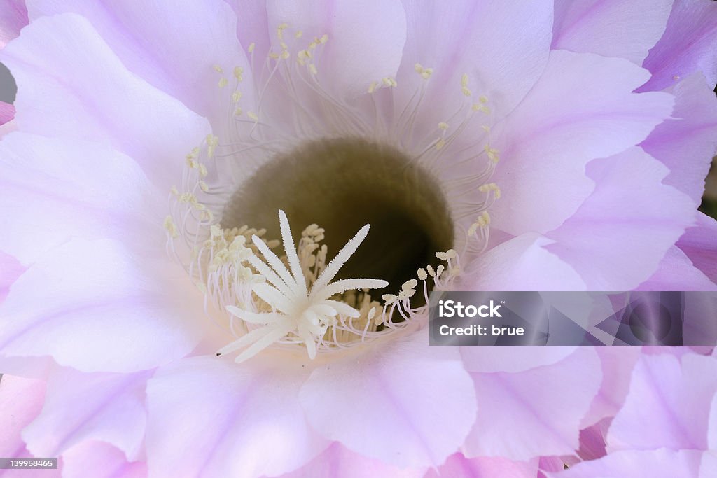 Kaktusblüte - Lizenzfrei Baumblüte Stock-Foto