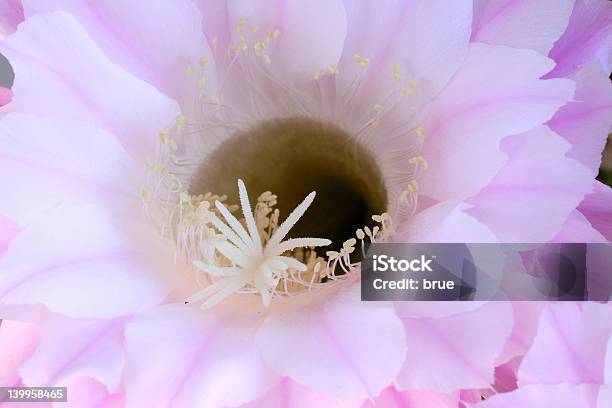 Fiore Di Cactus - Fotografie stock e altre immagini di Accoppiamento - Accoppiamento, Aiuola, Ambientazione esterna