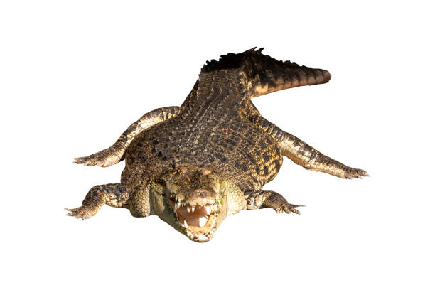 istock Close-up Large Crocodile image solated on white background. 1399584784
