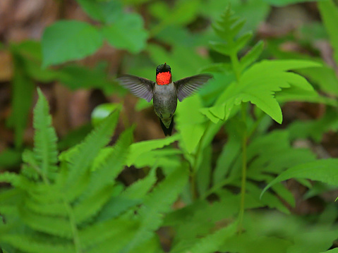 Male ruby-throated hummingbird hovering in thick spring greenery, his throat brilliant because the light is hitting just right. The only regularly occurring hummingbird species in the eastern U.S. Taken in Connecticut.