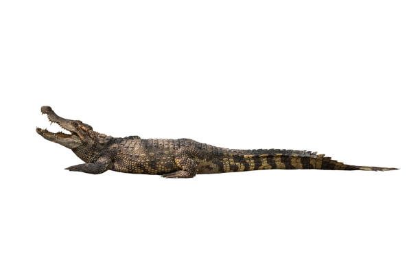istock Close-up Large Crocodile image solated on white background. 1399584944