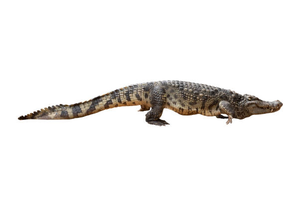 istock Close-up Large Crocodile image solated on white background. 1399584957