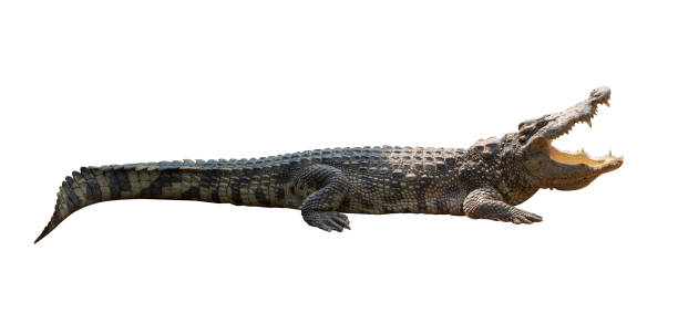 istock Close-up Large Crocodile image solated on white background. 1399584969