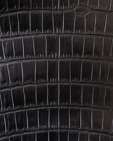 the texture of exotic crocodile leather