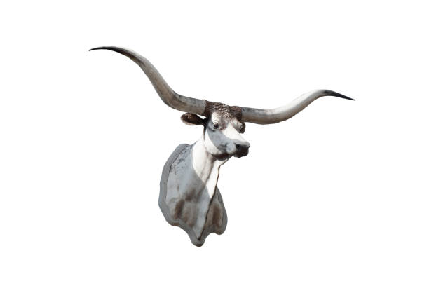 istock cow head sculpture isolated on the white background. 1399585834