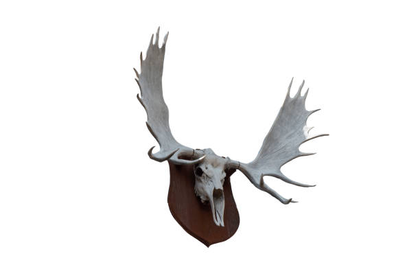 istock deer head sculpture isolated on the white background. 1399585837
