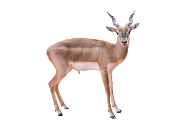 istock Thomson's gazelle, Eudorcas thomsonii isolated on the white background.include clipping path. 1399586848