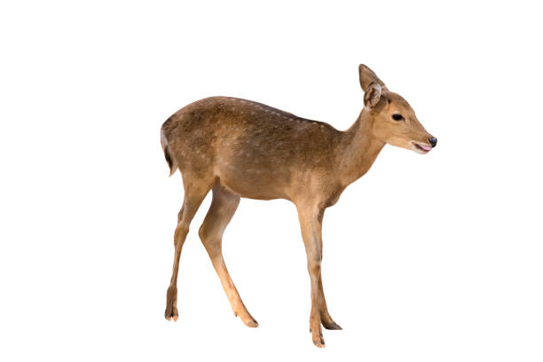 istock Thomson's gazelle baby , Eudorcas thomsonii isolated on the white background.include clipping path. 1399586862