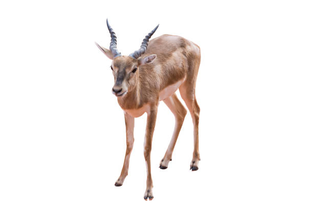 istock Thomson's gazelle, Eudorcas thomsonii isolated on the white background.include clipping path. 1399586863