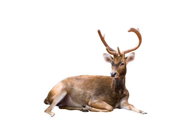 big deer lying isolated on the white background.include clipping path. - paridigitates imagens e fotografias de stock