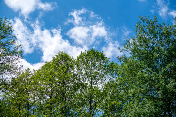 Landscape photos in the Bavarian Forest with fascinating clouds and blue sky