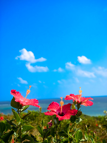 Hibiscus and blue sky