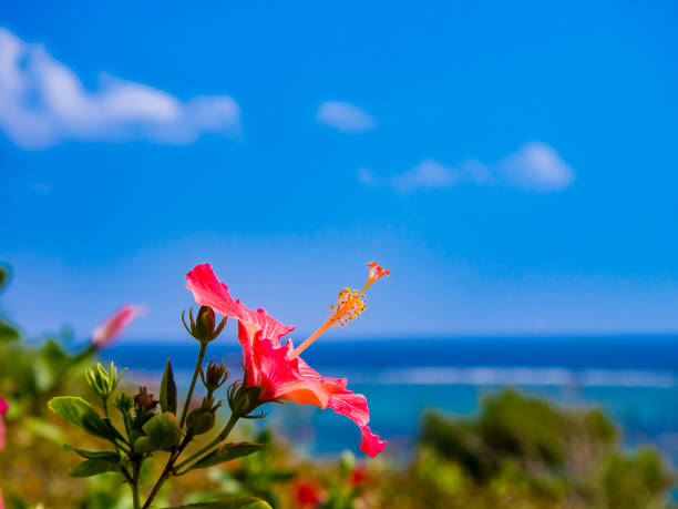 Hibiscus and blue sky