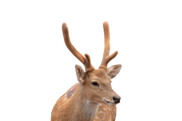 istock Spotted deer,Cute spotted fallow deer isolated on the white  background.include clipping path. 1399587286