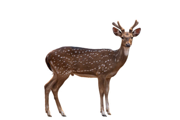 istock Spotted deer,Cute spotted fallow deer isolated on the white  background.include clipping path. 1399587290